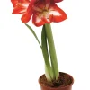 Planter & Blomster^ Amaryllis 12 cm