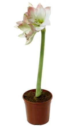 Planter & Blomster^ Amaryllis 12 cm