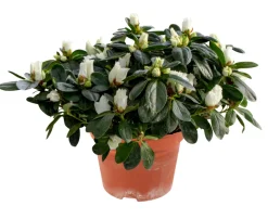 Planter & Blomster^ Azalea 12 cm