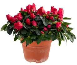 Planter & Blomster^ Azalea 12 cm