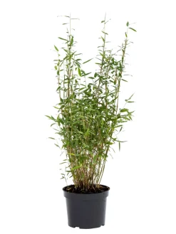 Planter & Blomster^ Bambus 'Rufa/Simba' 23 cm