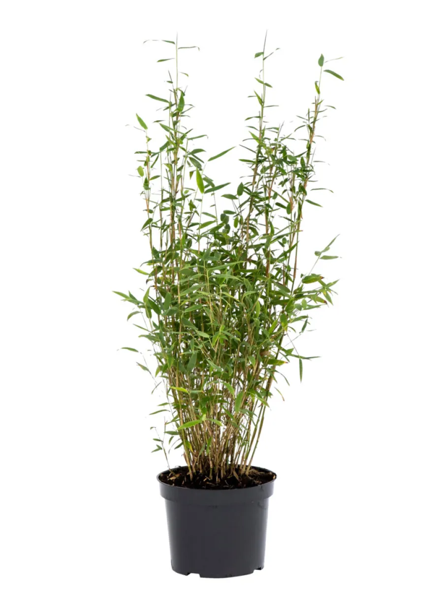 Planter & Blomster^ Bambus 'Rufa/Simba' 23 cm