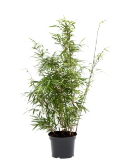 Planter & Blomster^ Bambus 'Rufa/Simba' 23 cm
