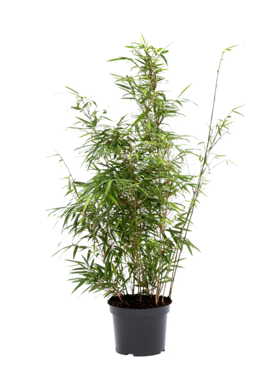 Planter & Blomster^ Bambus 'Rufa/Simba' 23 cm
