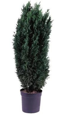 Planter & Blomster^ Edelsypress 21 cm