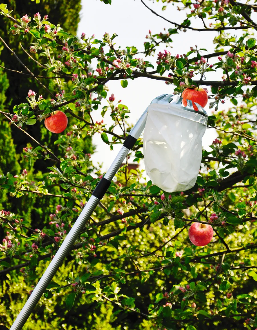 Tilbehør Til Fruktpressing Og Sylting^Garden Fruktplukker med beholder - ®