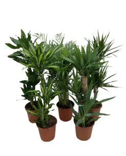 Planter & Blomster^ Grønne planter miks Ø24 x 110–130 cm