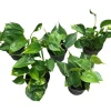 Planter & Blomster^ Gullranke Epiprenum Philodendron