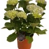 Planter & Blomster^ Hortensia 21 cm potte