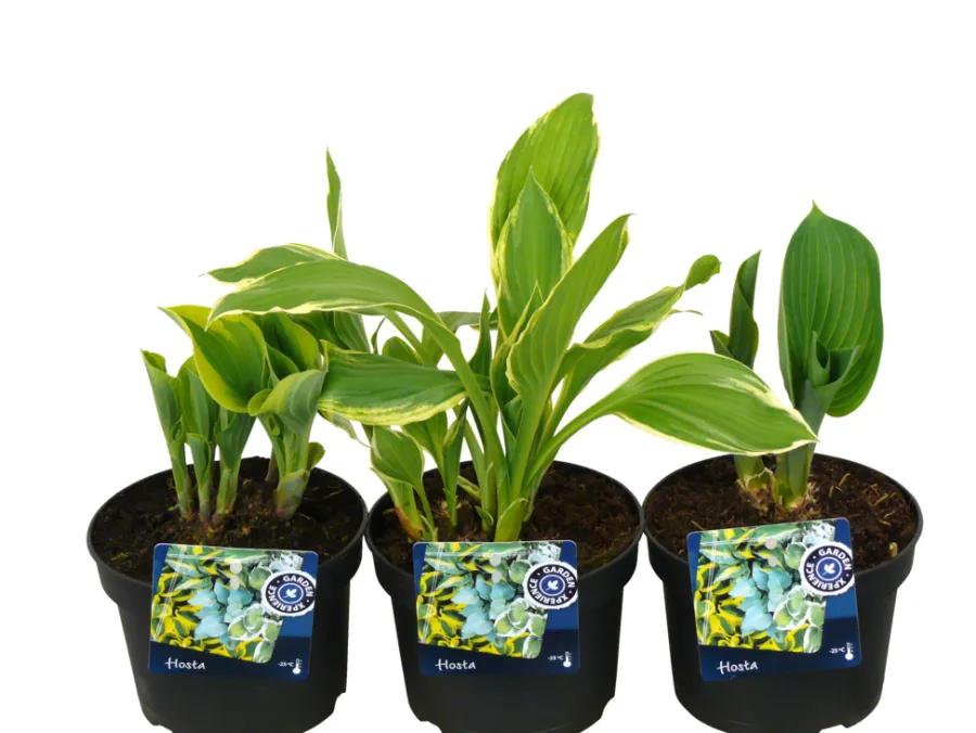 Planter & Blomster^ Hosta mix 13 cm potte