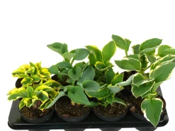 Planter & Blomster^ Hosta mix 13 cm potte