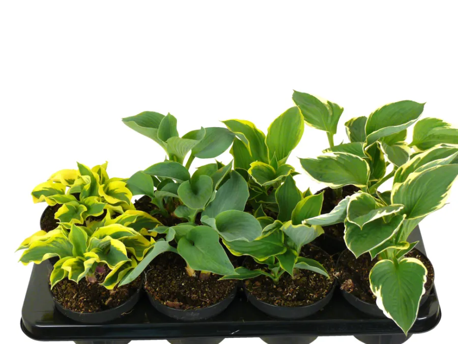 Planter & Blomster^ Hosta mix 13 cm potte