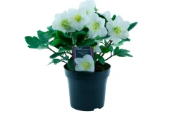 Planter & Blomster^ Julerose - hvit