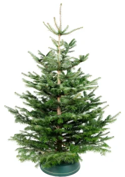 Planter & Blomster^ Juletre Edelgran 175-230 cm