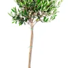 Planter & Blomster^ Oliventre oppstammet H80-100 cm 20 cm potte