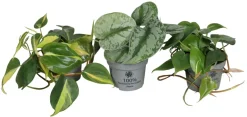 Planter & Blomster^ Philodendron Scandens mix i 10,5 cm potte