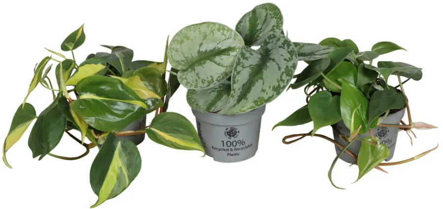 Planter & Blomster^ Philodendron Scandens mix i 10,5 cm potte