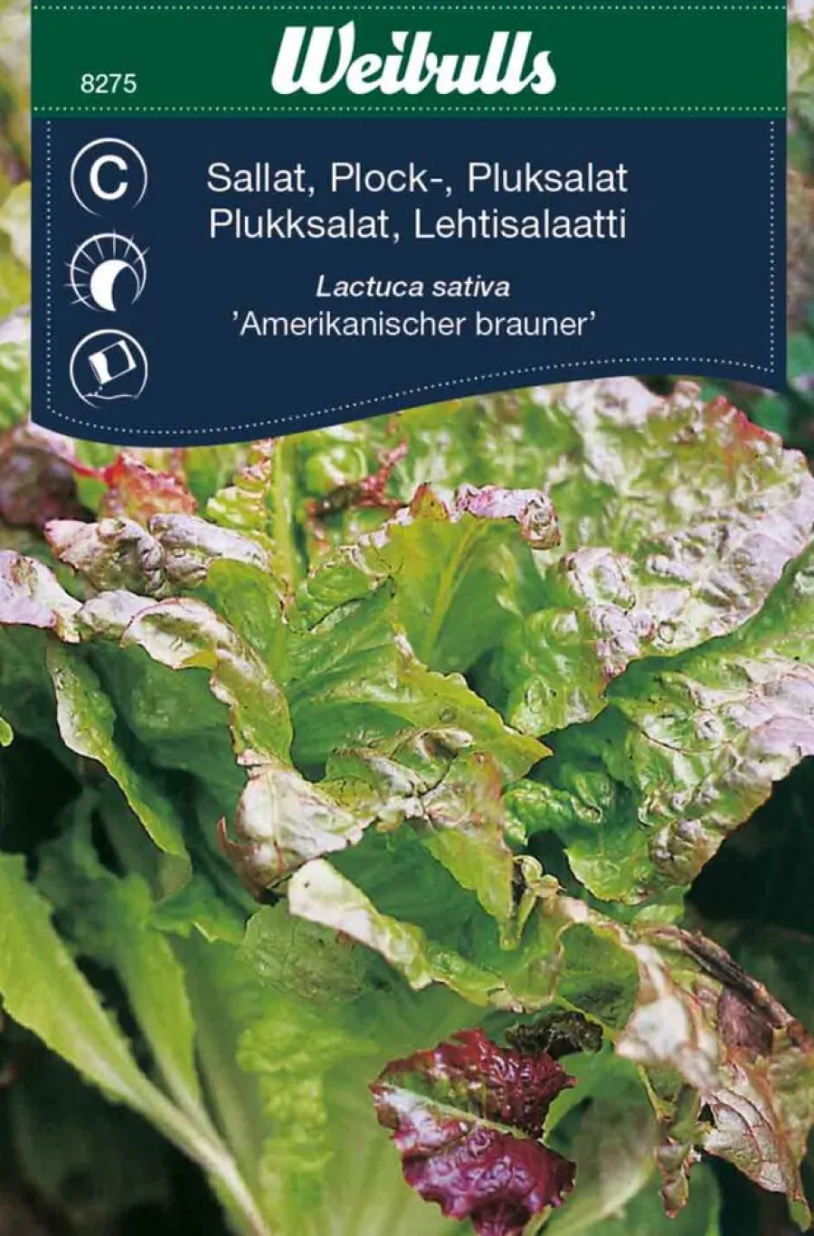 Frø^Weibulls Plukksalat - 'Amerikanischer Brauner'