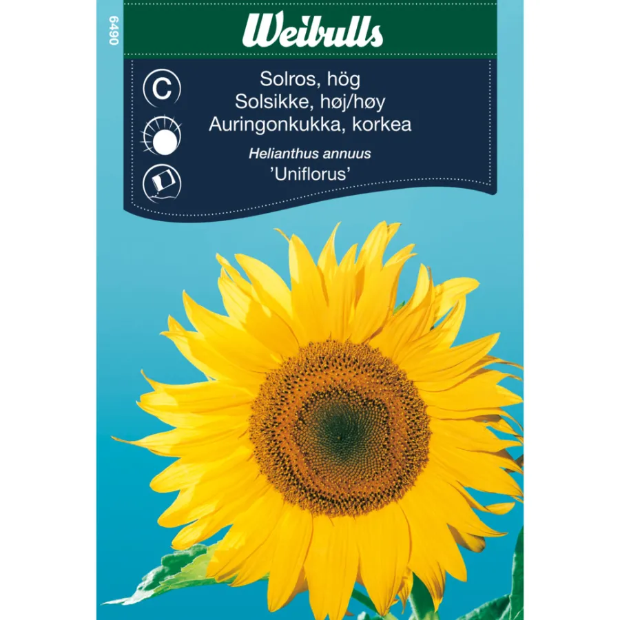 Frø^Weibulls Solsikke høy, "Uniflorus" Gul